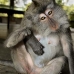 monkey_macaque_balinese_mf_ubud_v_0477_bal0479.jpg